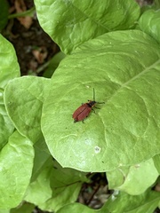 Lycus sanguinipennis