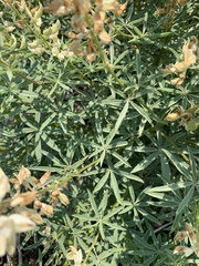 Lupinus albicaulis