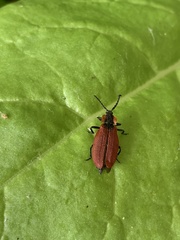 Lycus sanguinipennis