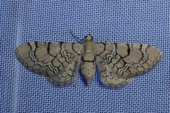 Eupithecia venosata