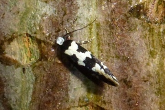 Neurothaumasia ankerella