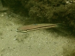 Valenciennea helsdingenii