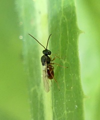 Aulacidea