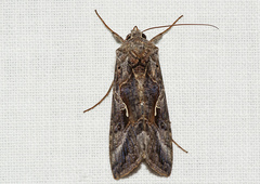 Autographa gamma