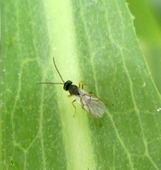 Aulacidea