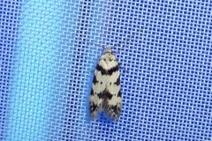 Pseudotelphusa scalella