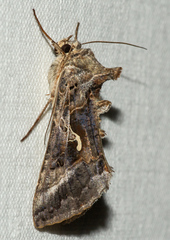 Autographa gamma