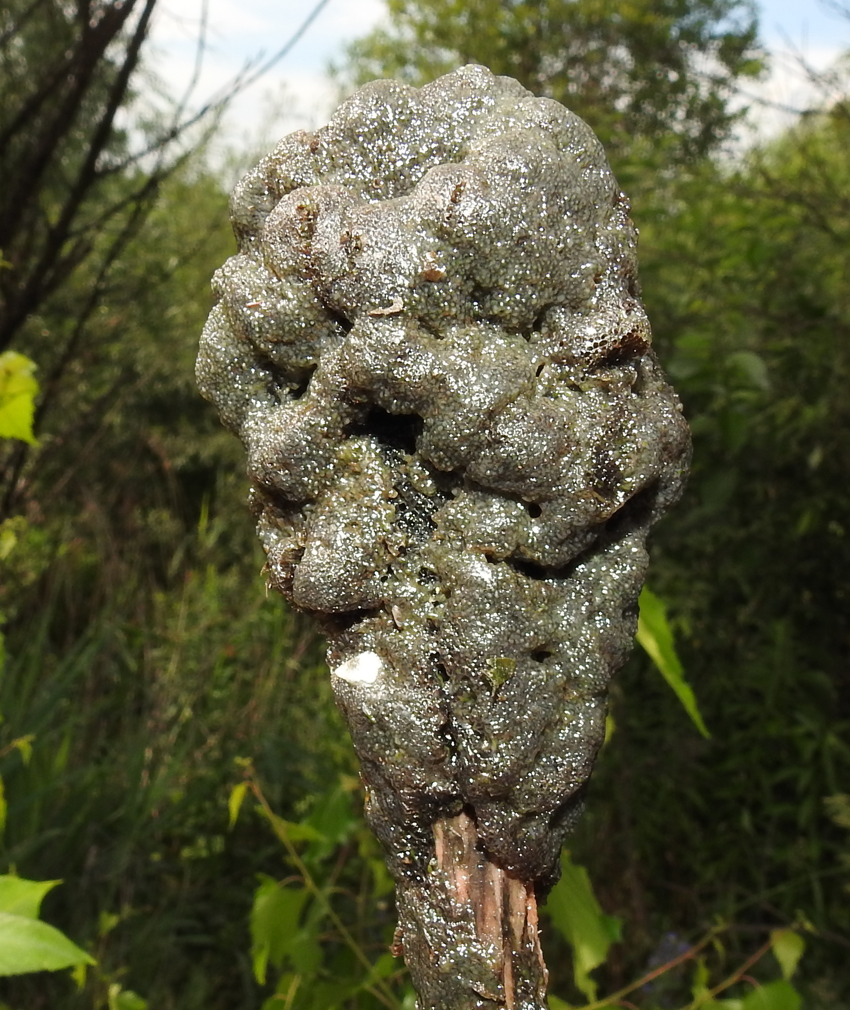 Plumatella fungosa (Pallas, 1768)