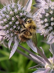 Bombus