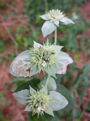 Pycnanthemum setosum