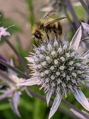 Bombus