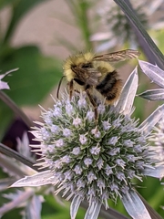 Bombus