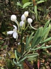 Platanthera blephariglottis blephariglottis
