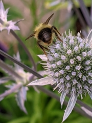 Bombus