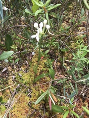 Platanthera blephariglottis blephariglottis