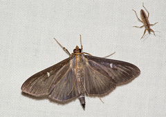 Cydalima perspectalis