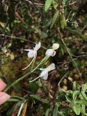 Platanthera blephariglottis blephariglottis
