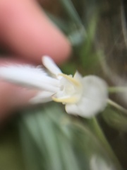 Platanthera blephariglottis blephariglottis