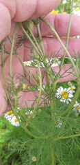 Tripleurospermum inodorum