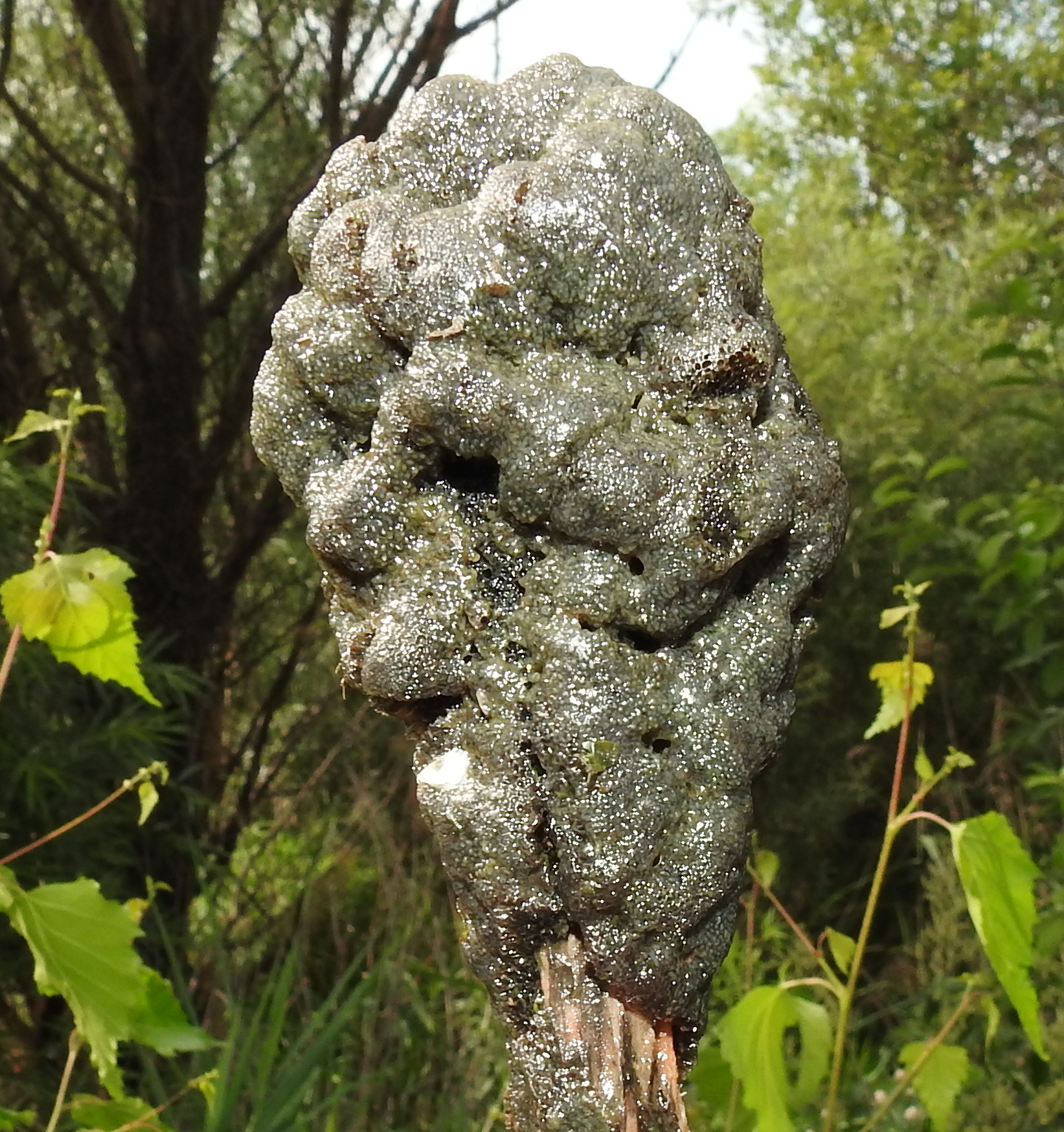 Plumatella fungosa (Pallas, 1768)