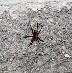 Dolomedes striatus
