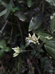 Chromolaena bullata