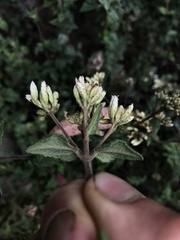 Chromolaena bullata
