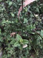 Chromolaena bullata