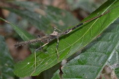 Pseudophasma andreaszomproi