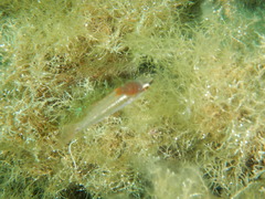 Cymothoida