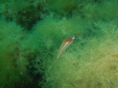 Cymothoida