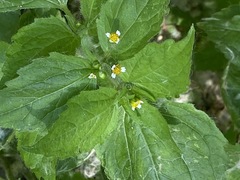 Galinsoga quadriradiata
