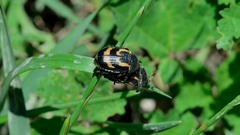 Anisoplia farraria