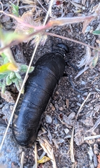 Berberomeloe tenebrosus