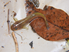 Sri Lanka Dwarf Catfish photo 2
