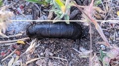 Berberomeloe tenebrosus