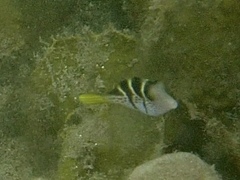 Paraluteres prionurus