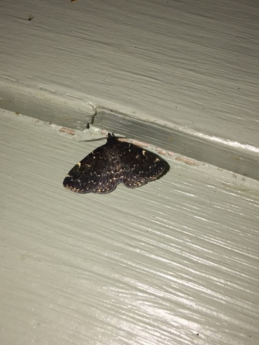 Smoky Idia Moth photo 3