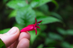 Centropogon costaricae