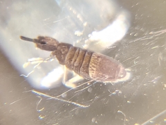Entomobrya griseoolivata