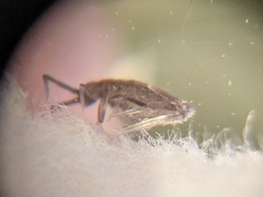 Entomobrya griseoolivata