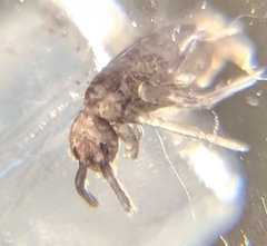 Entomobrya griseoolivata