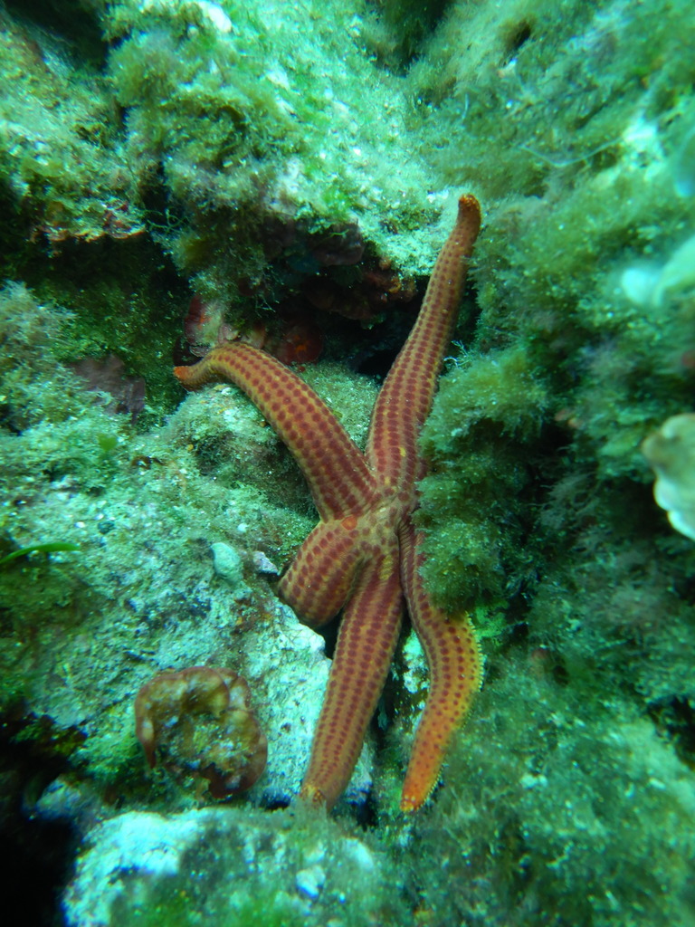 smooth starfish