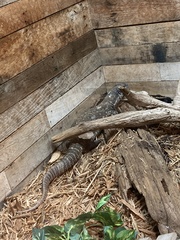 Varanus exanthematicus