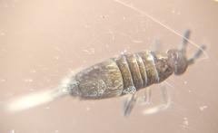 Entomobrya griseoolivata