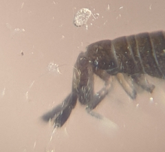 Entomobrya griseoolivata