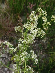 Galium