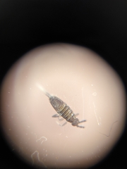 Entomobrya griseoolivata