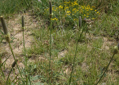 Dalea cylindriceps