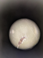 Entomobrya griseoolivata